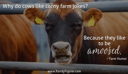 Farm Humor - Cows