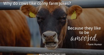 Farm Humor - Cows