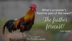 Farm Humor - Roosters