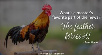 Farm Humor - Roosters