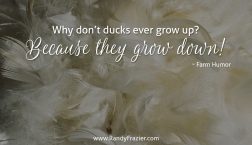 Farm Humor - Ducks